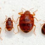 Close-up of bed bugs at different life stages.
