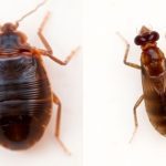 Bed bug and flea side by side for comparison.