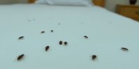 Recognizing the Signs of Bed Bugs in Your Home: A Comprehensive Guide to Early Detection