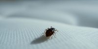 Understanding How Do Bed Bugs Spread: Prevention Tips and Insights