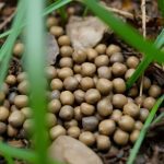 Close-up of small round animal droppings on soil.