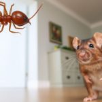 Termite and rodent in a home with pest control tools.