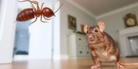 Effective Strategies for Comprehensive Termite and Rodent Control in Your Home