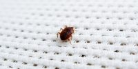10 Clear Signs of Bed Bugs in Your Home and How to Eliminate Them