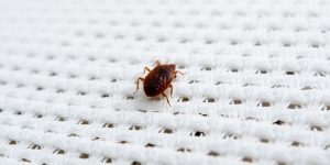 Read more about the article 10 Clear Signs of Bed Bugs in Your Home and How to Eliminate Them