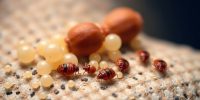 Understanding the Bed Bug Life Cycle: Stages from Egg to Infestation