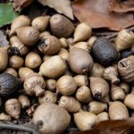 Close-up of diverse animal droppings in nature.