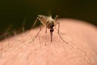 Mosquito Surge and West Nile Cases Put Oklahoma on Pest Control Alert