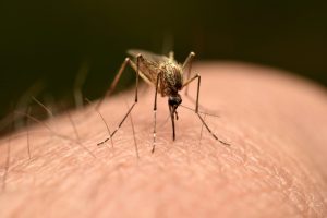 Read more about the article Mosquito Surge and West Nile Cases Put Oklahoma on Pest Control Alert